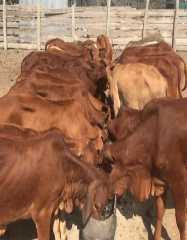 Screenshot from 2025-12-15 14-32-32